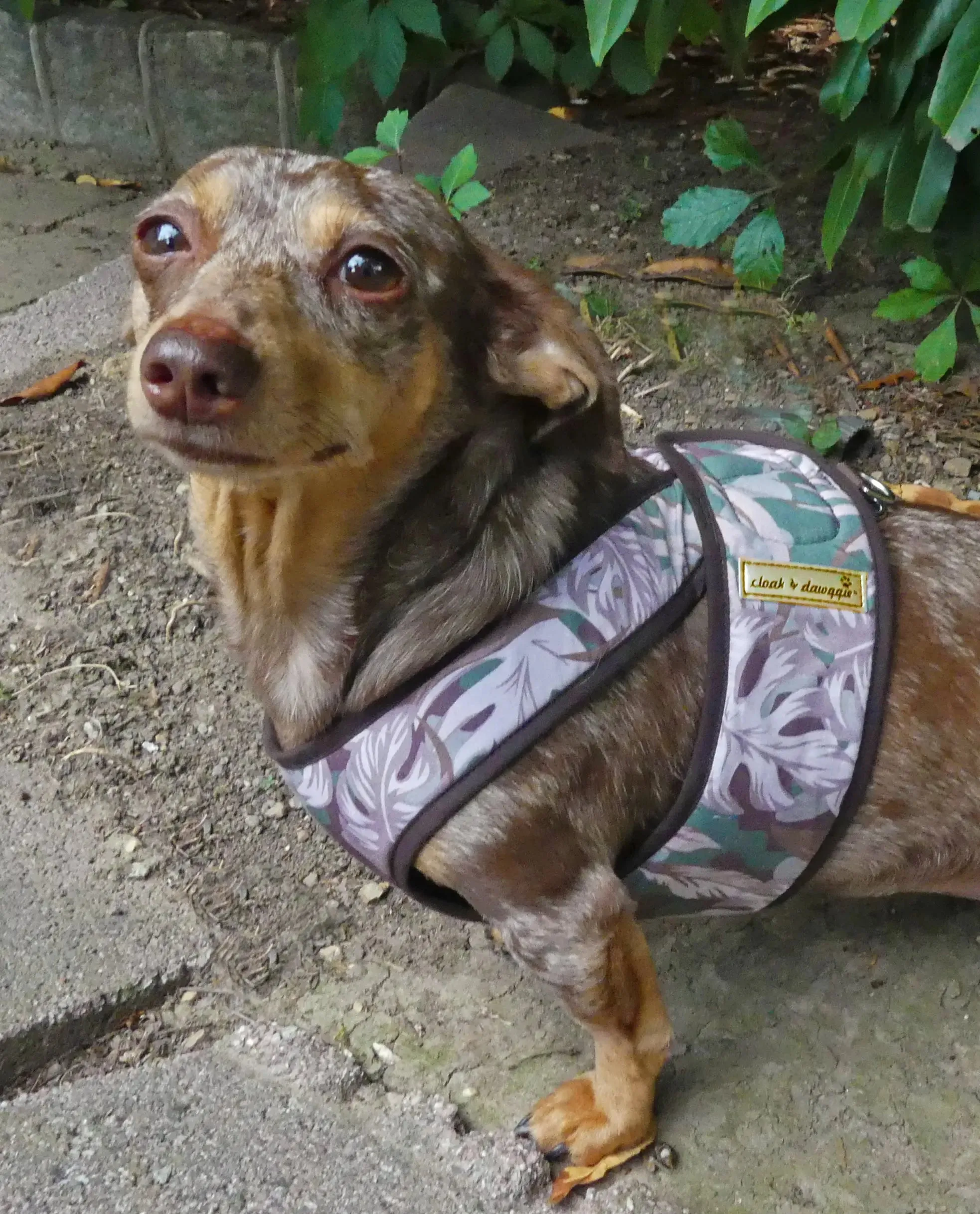 Floral Camo Step n Go - Step In Dog Harness No Buckle 6-25 LBS